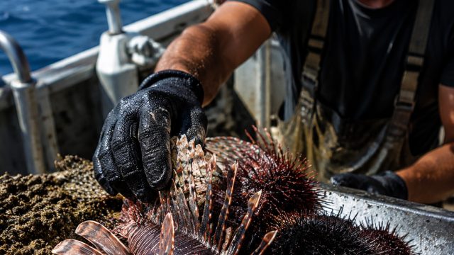 The Urgent Response to Invasive Species in Crete's Waters | idnplay penipu, playground mandi bola, m