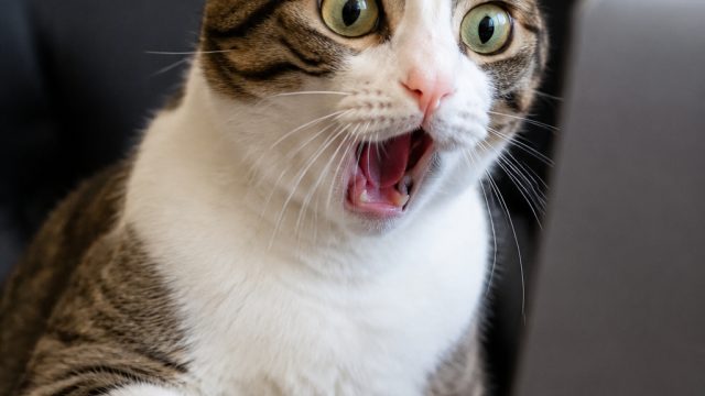 28 Hilarious Cat Memes to Brighten Your Day | sadio mane fifa 22, www judi55