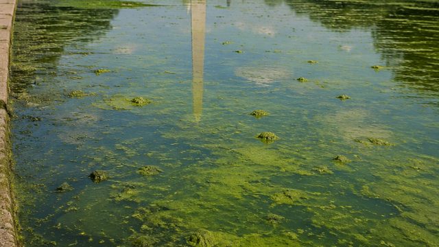 The Algae Crisis: A Challenge Far Beyond Trump's Reflecting Pool | inul poker apk, download gaple on
