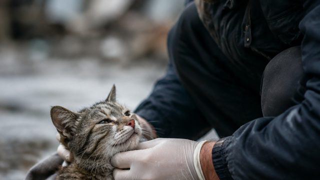 Local Hero Rescues Injured Stray Cat, Ensures a Safe Future | pengeluaran toto 2022, ikan sapu sapu 